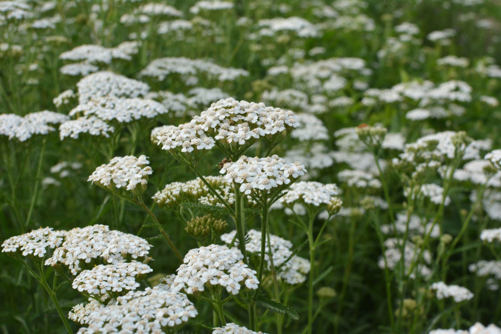 white yarrow