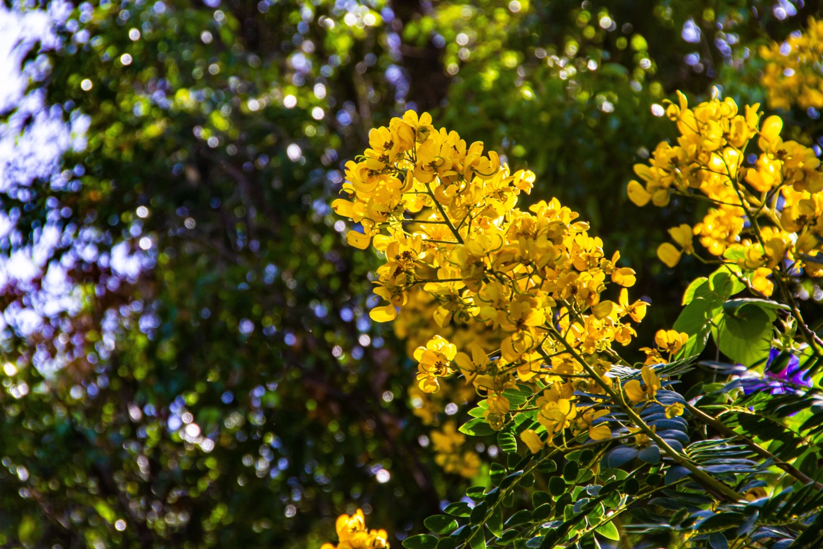 Yellow tipuana bloom