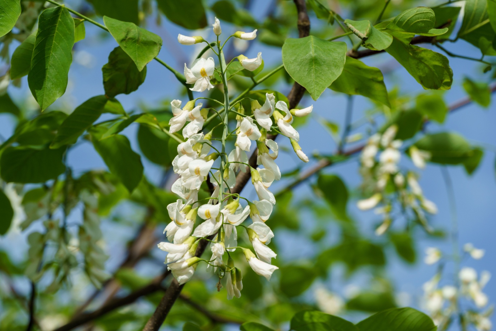 Yellowwood tree