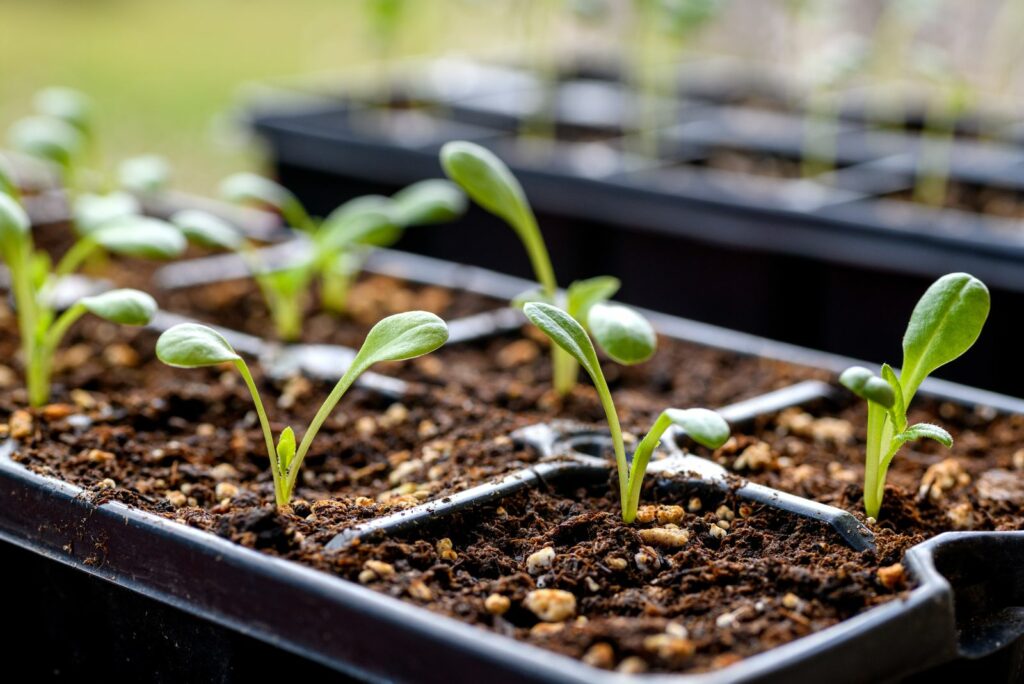 Young Dahlia seedlings growing in a propagation tray