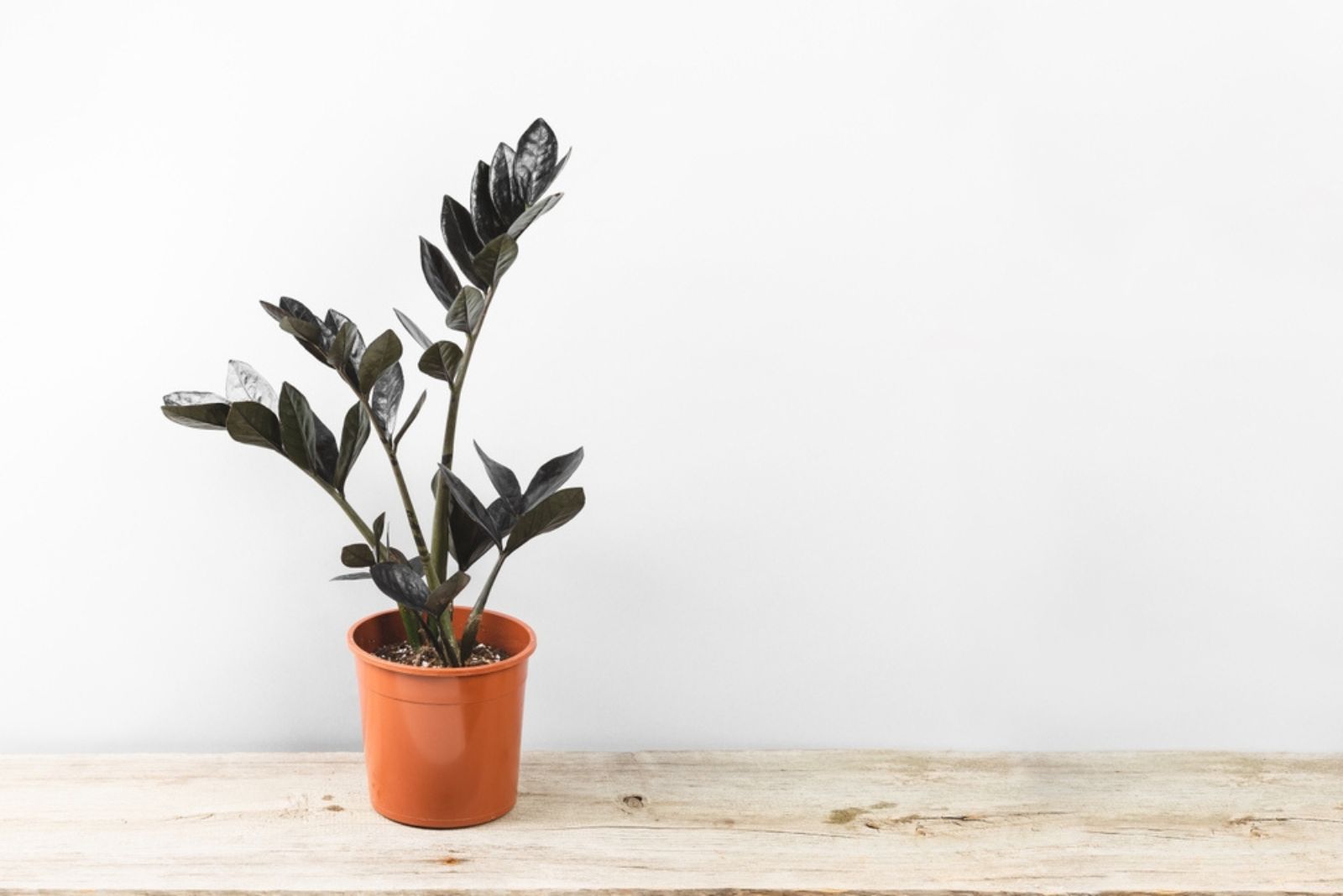 Zamioculcas zamiifolia ‘Black Cherry’