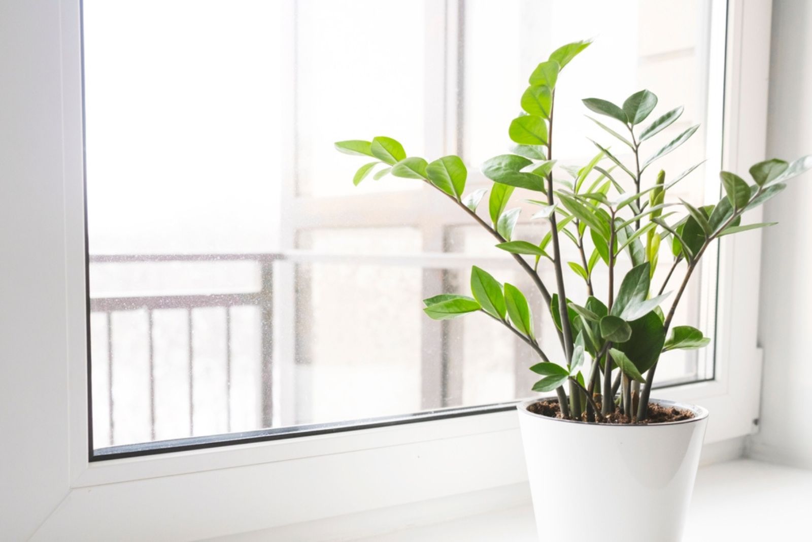 Zamioculcas zamiifolia ‘Lucky White’ (1)