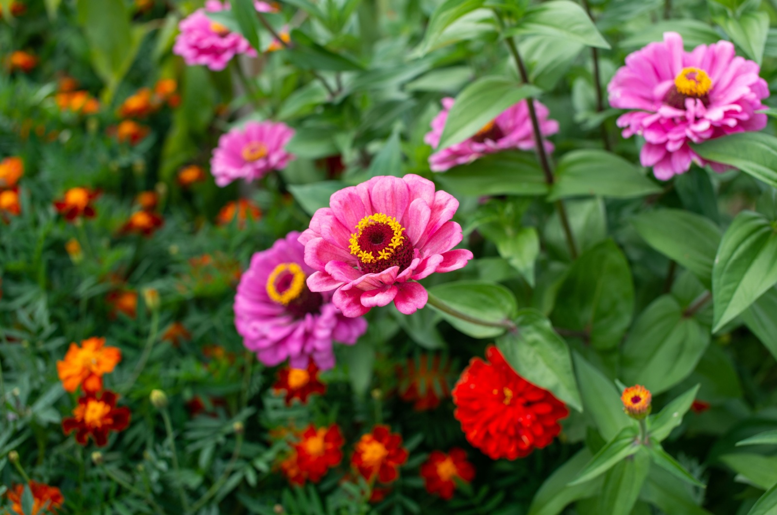 Zinnias