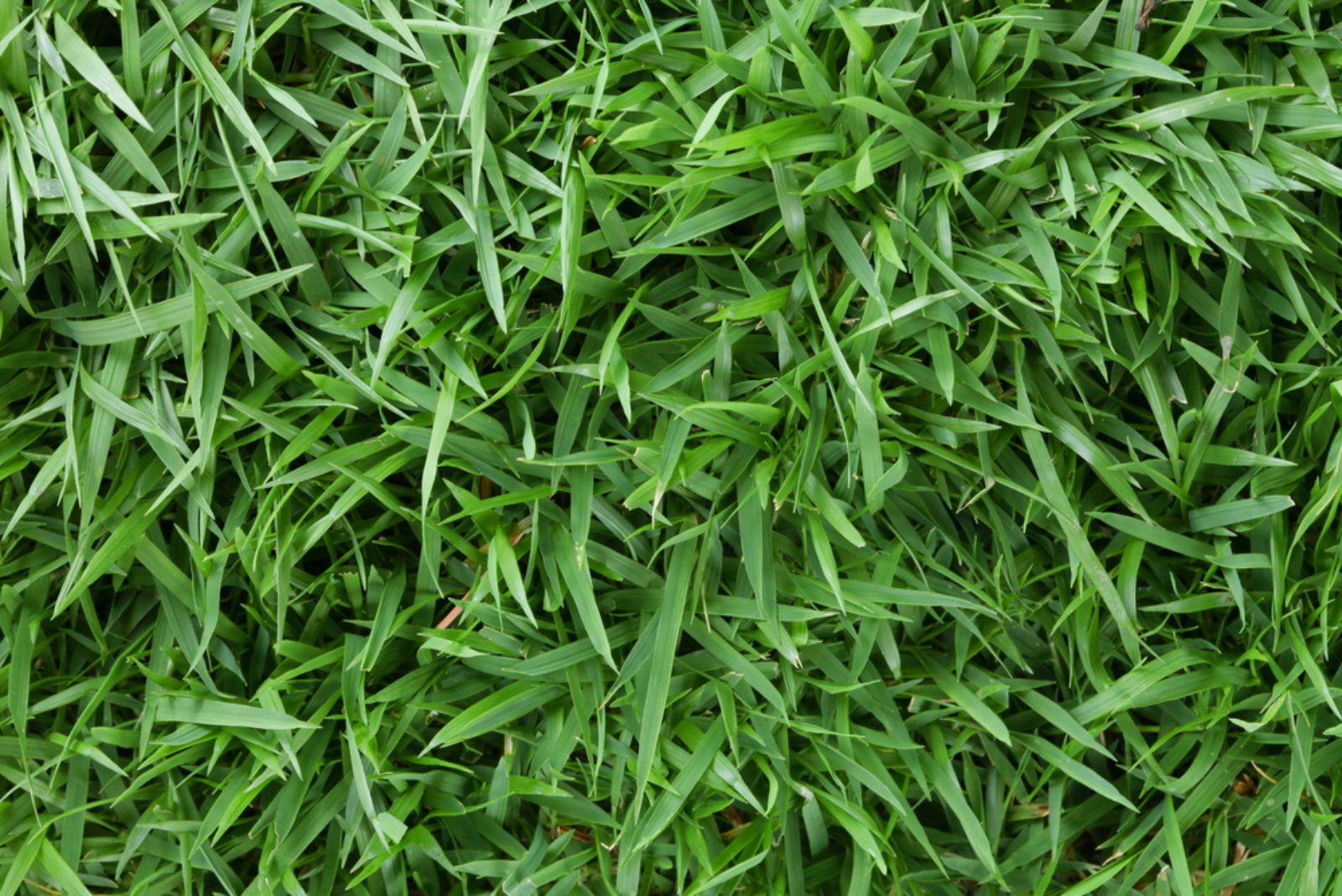 Zoysia Grass