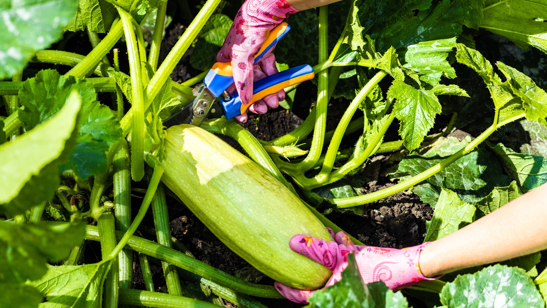 pruning zucchini