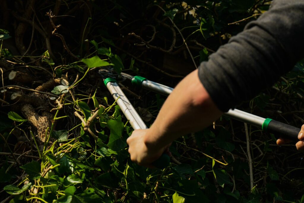 a man cuts poison ivy