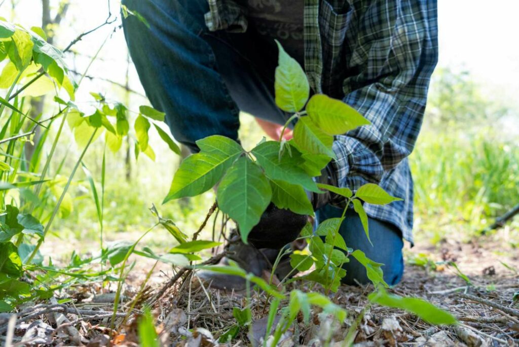 a man plucks poison ivy