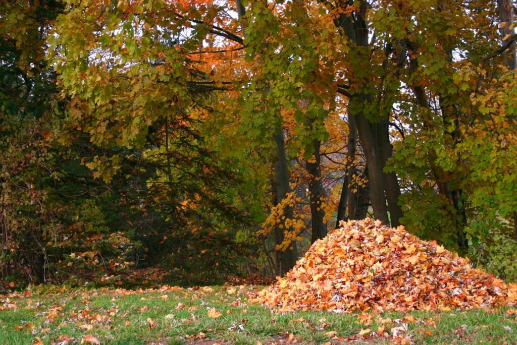 a pile of leaves on the lawn