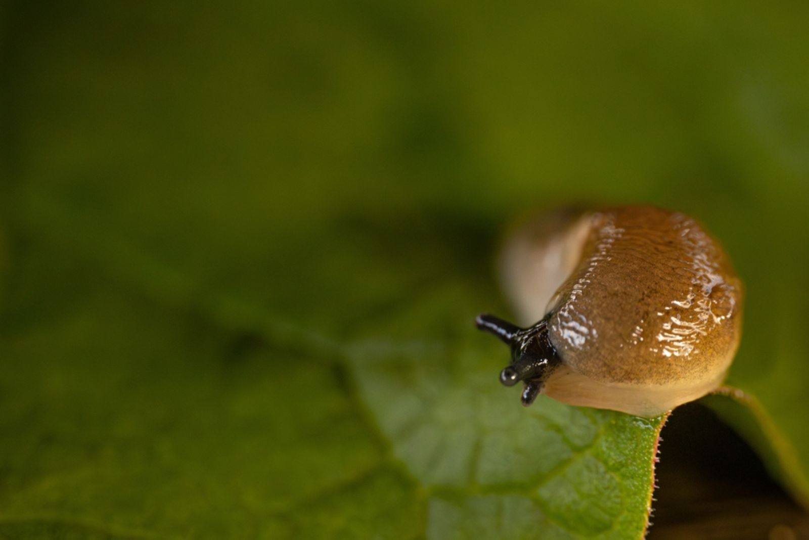 a slug on leaf