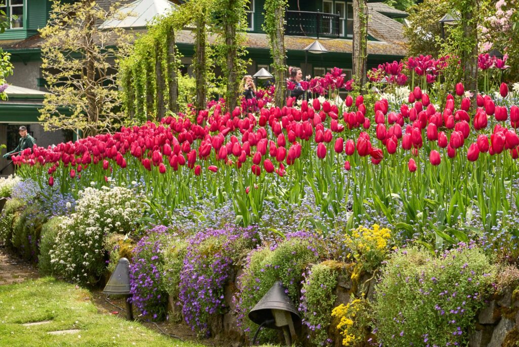 a stone wall surrounded by tulips