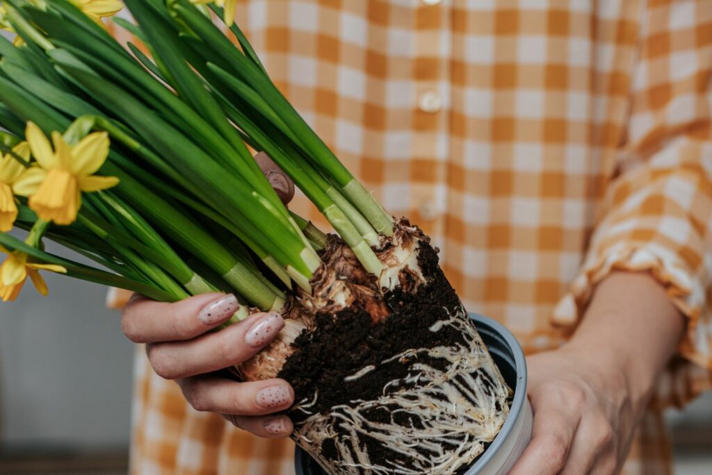 a woman takes a daffodil out of a pot