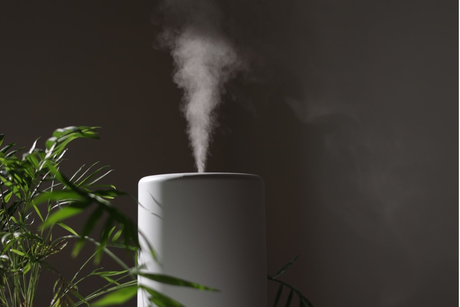 air humidifier with plant