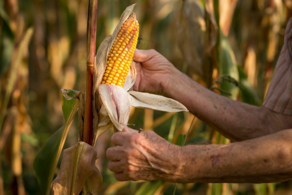 an elderly woman's hands holding a corn cob ready for harvest