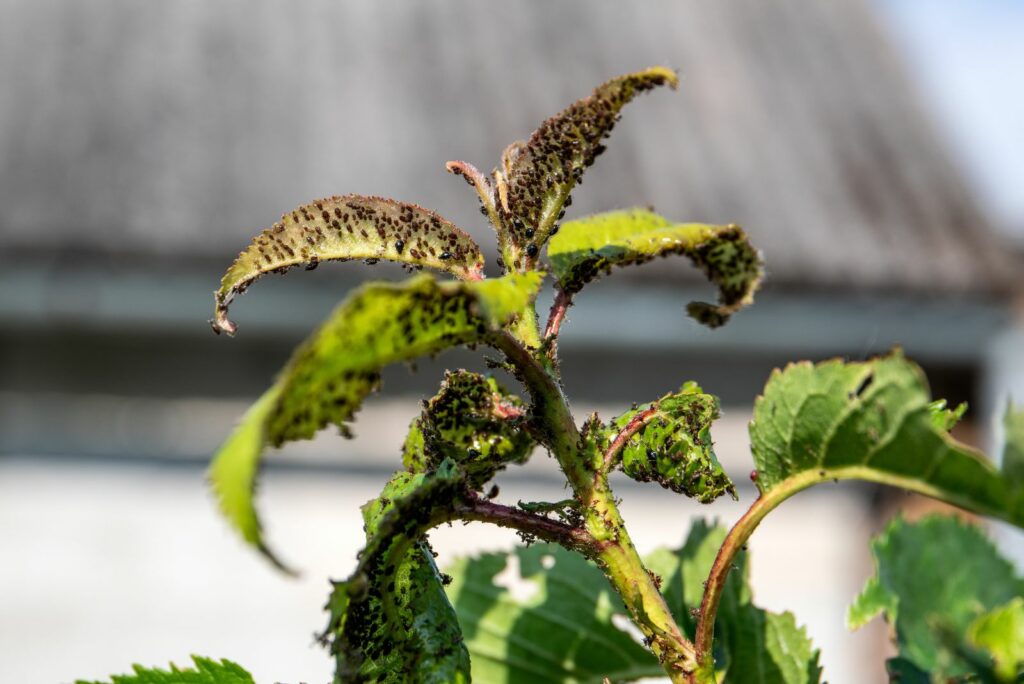 aphids on fruit trees