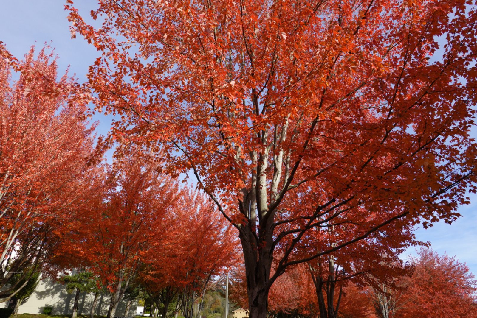 autumn blaze maple