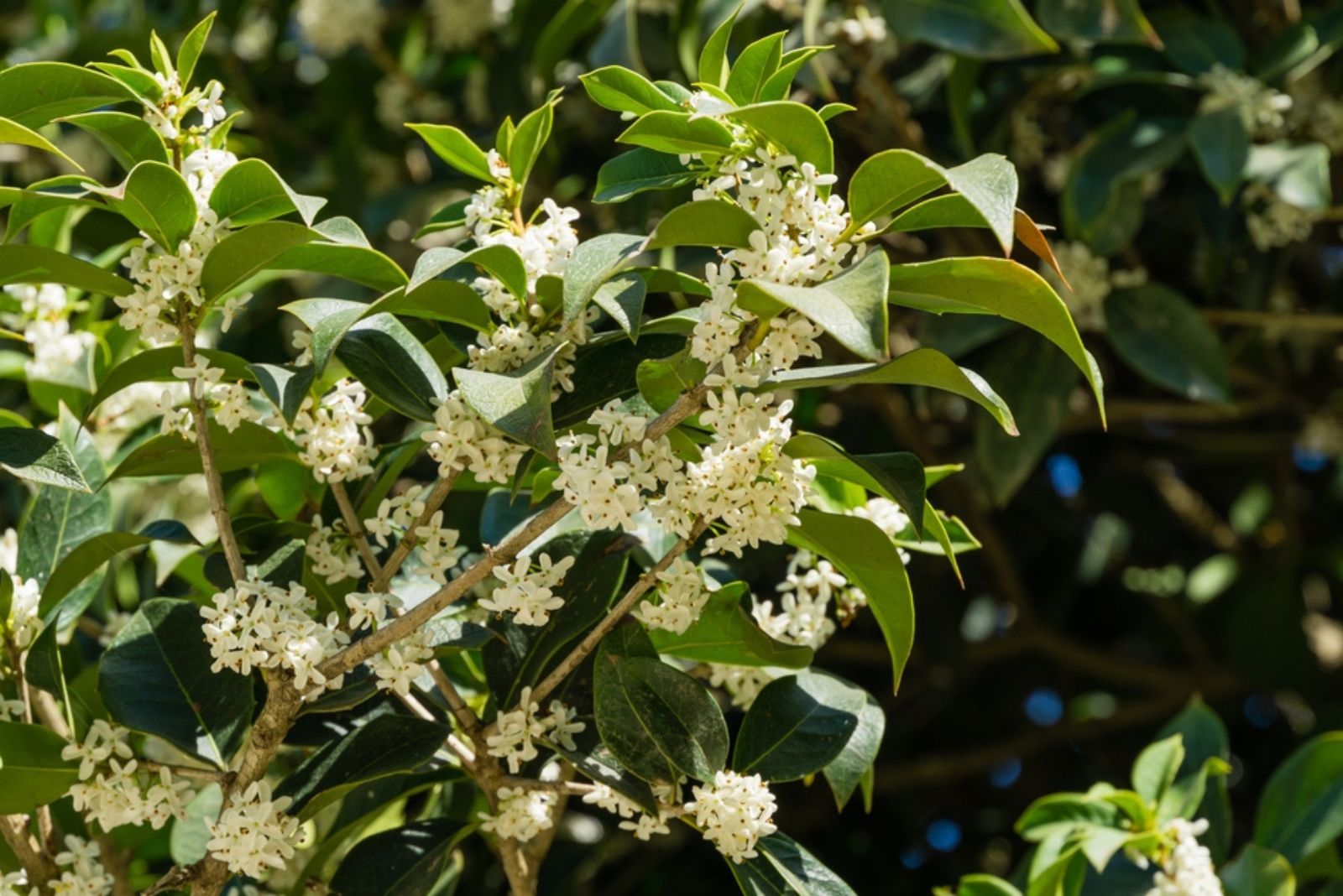 autumn olive flowering