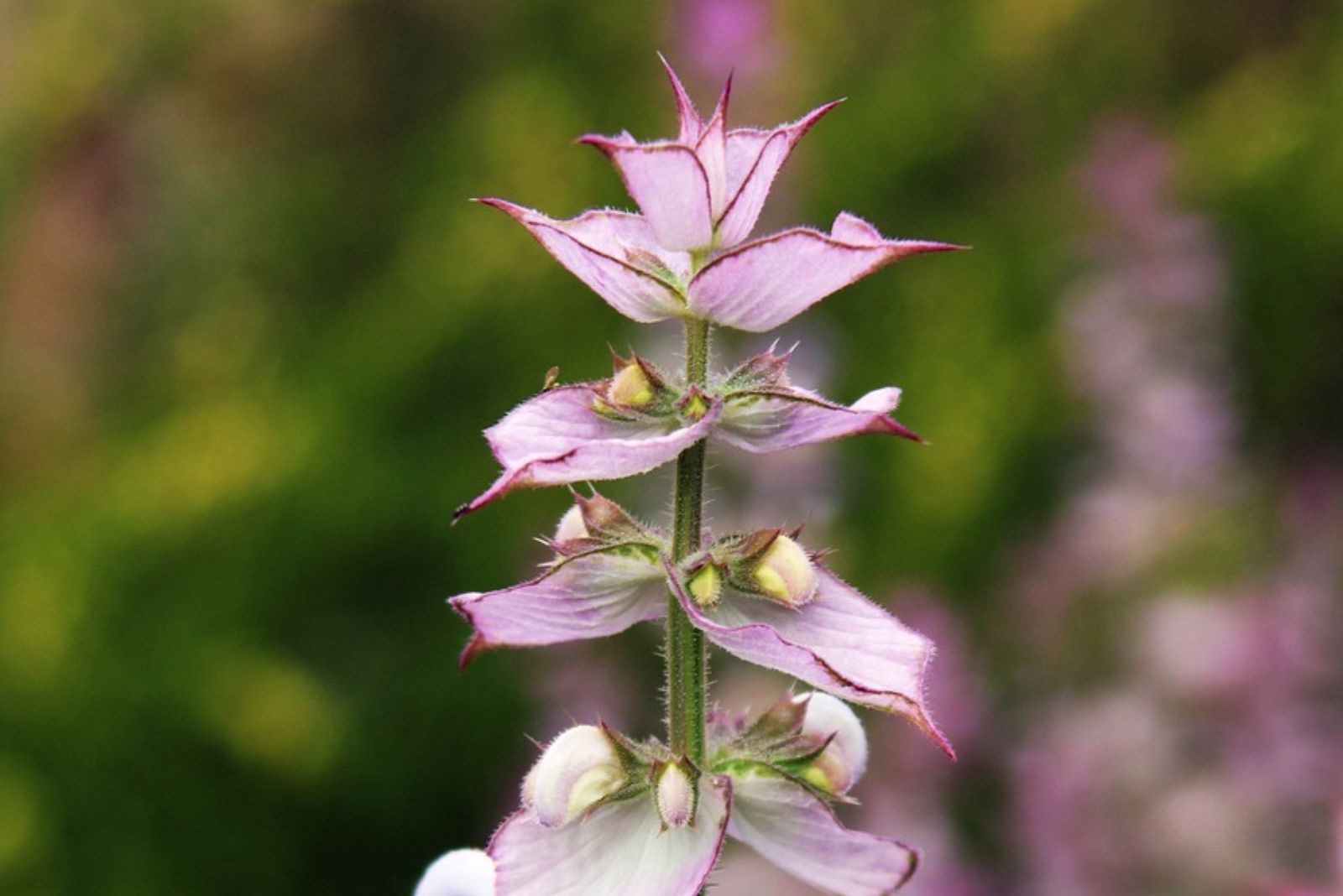 autumn sage