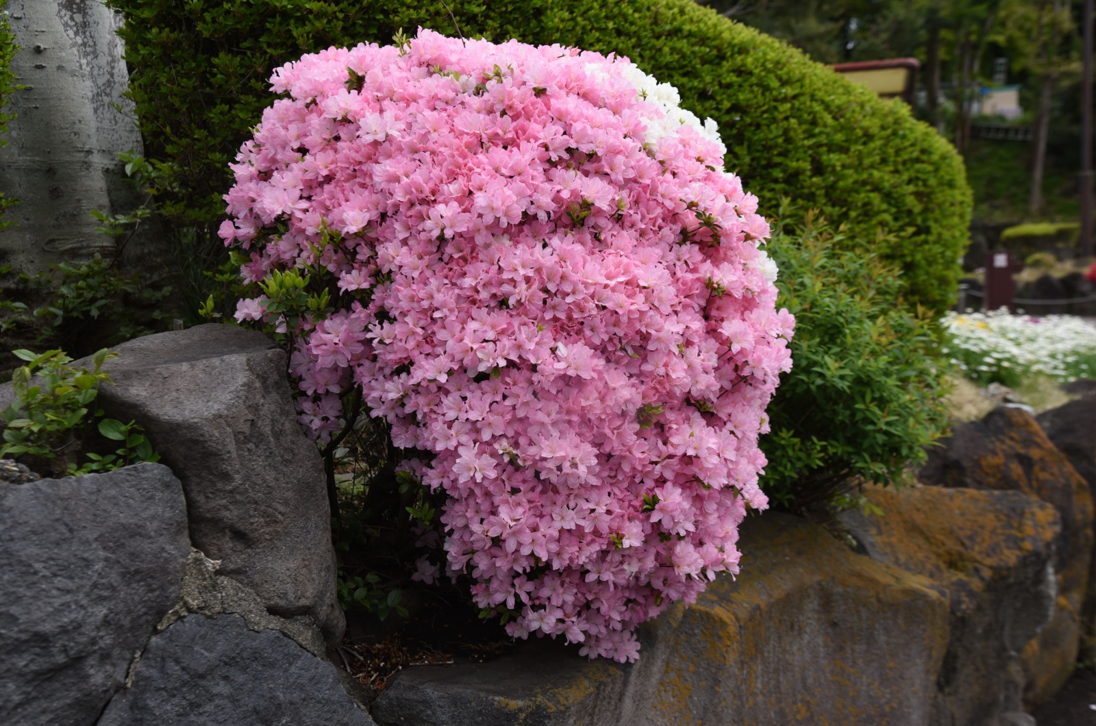 azalea shrub