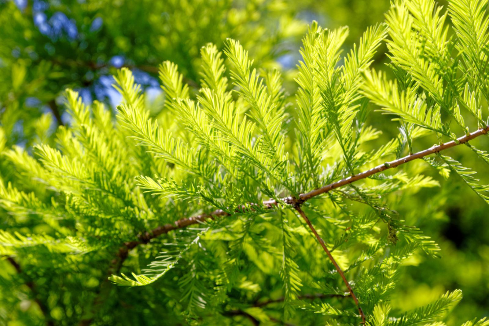 bald cypress