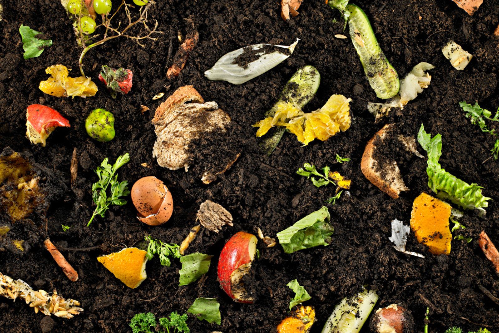 banana peel and egg shells in soil