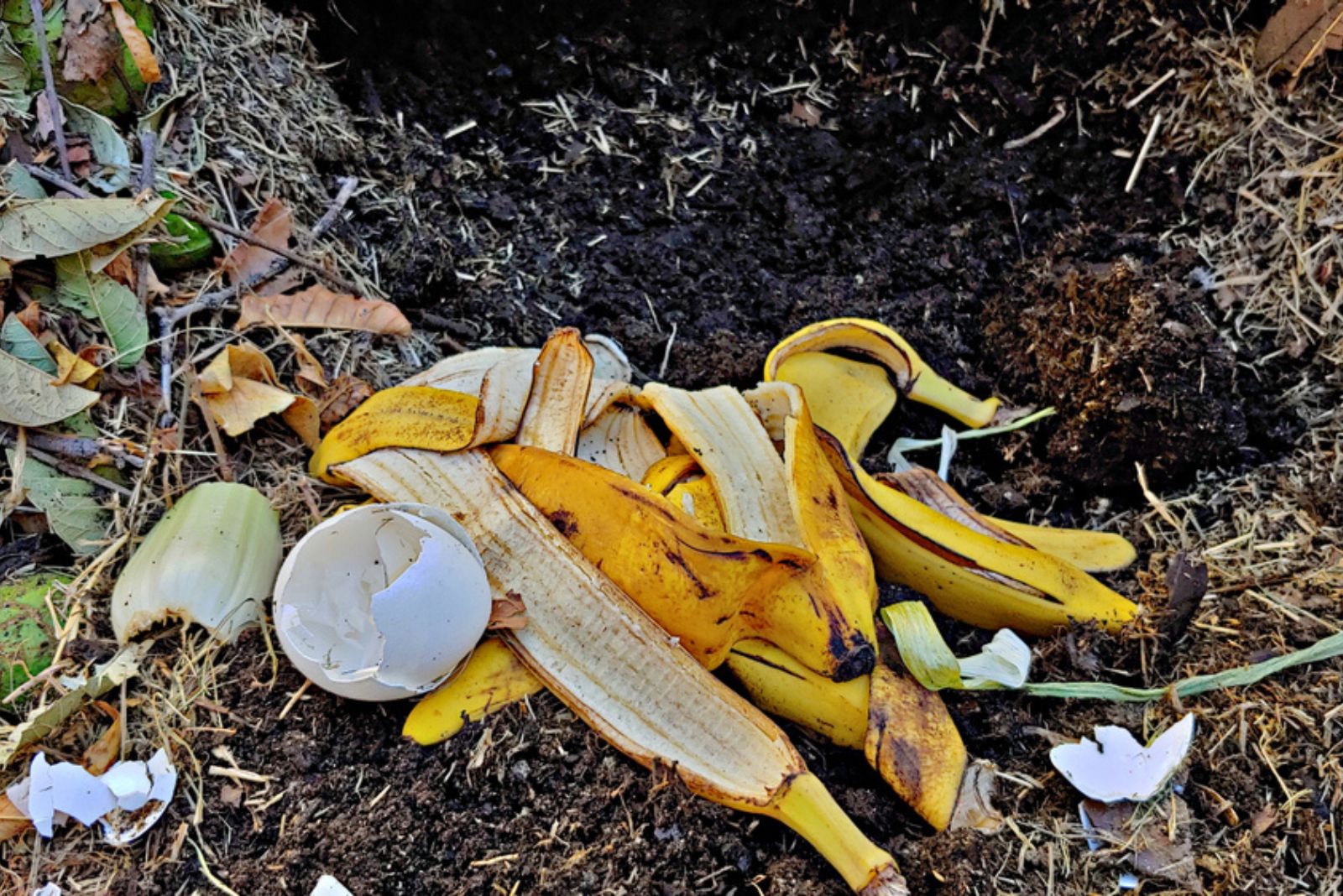 banana peel in soil