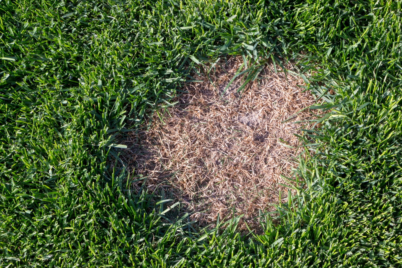 bare spot on a lawn