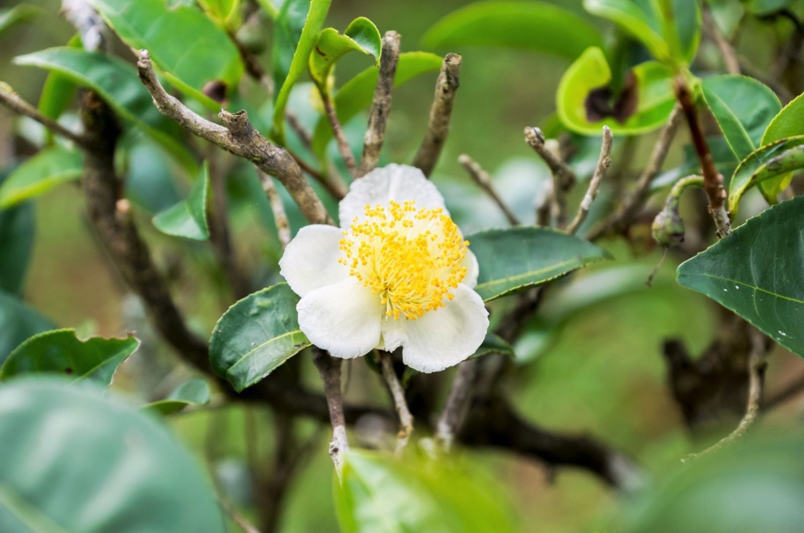 camelia flowering