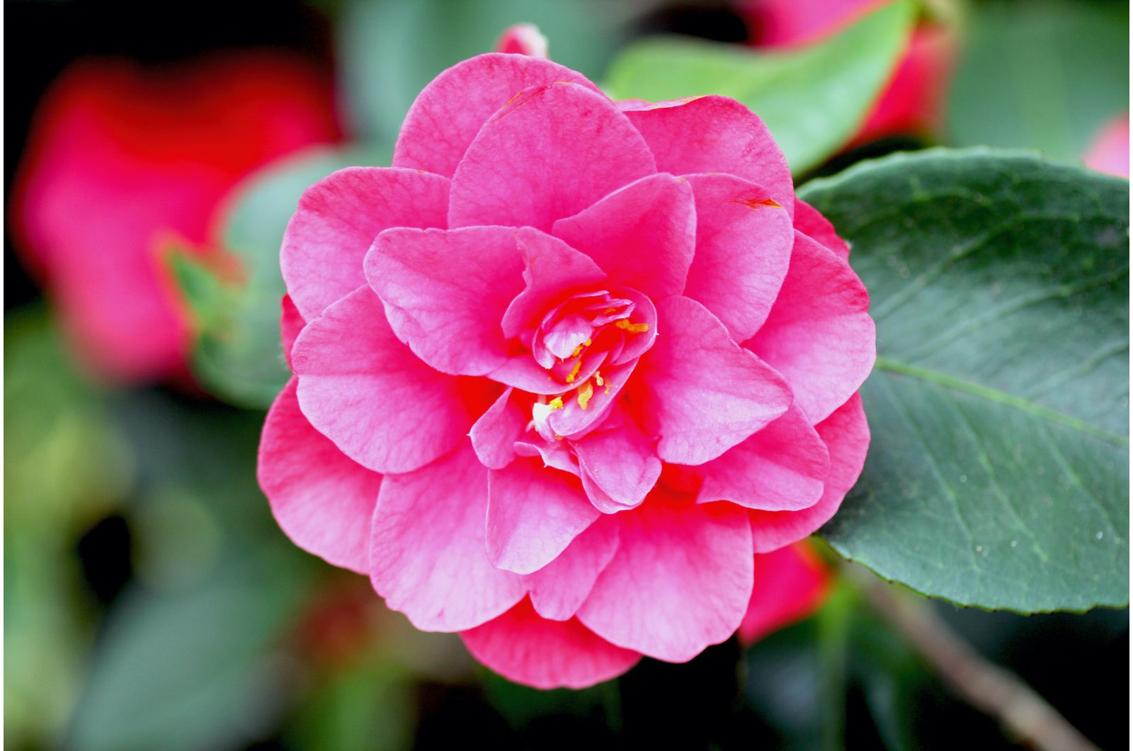 beautiful pink camelia