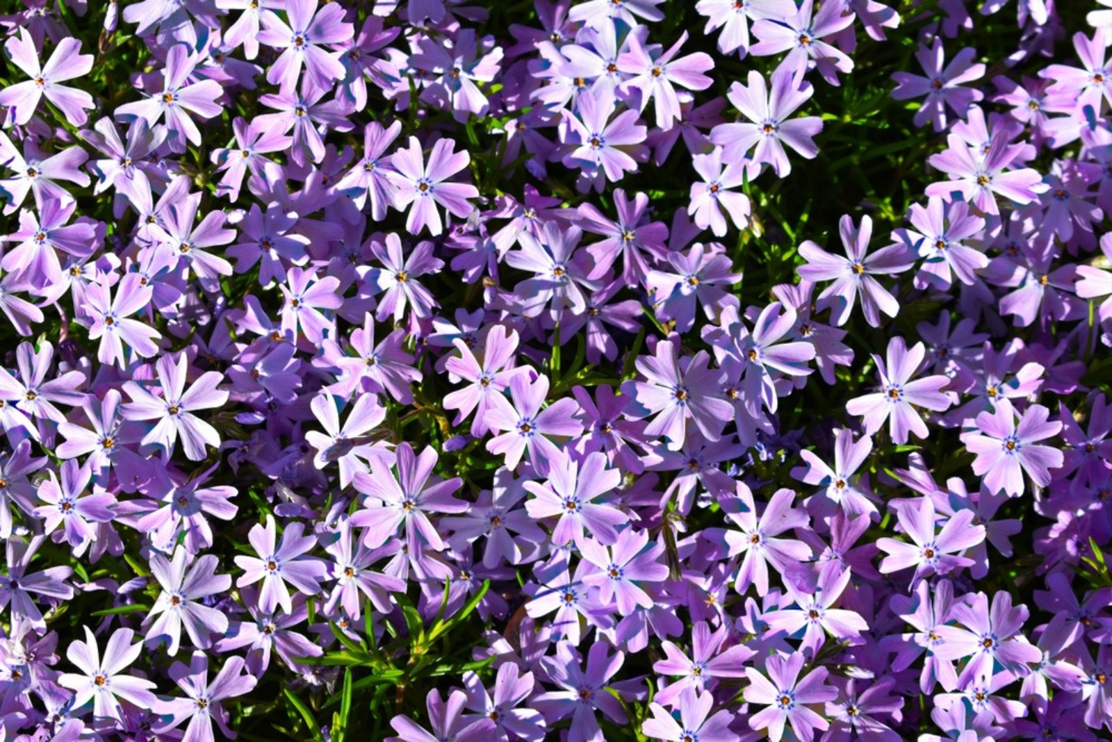 beautiful creeping phlox