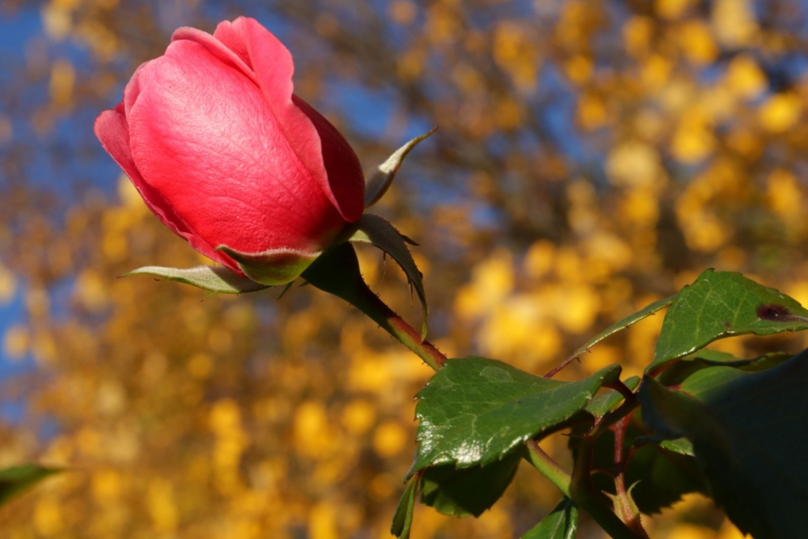 beautiful fall rose