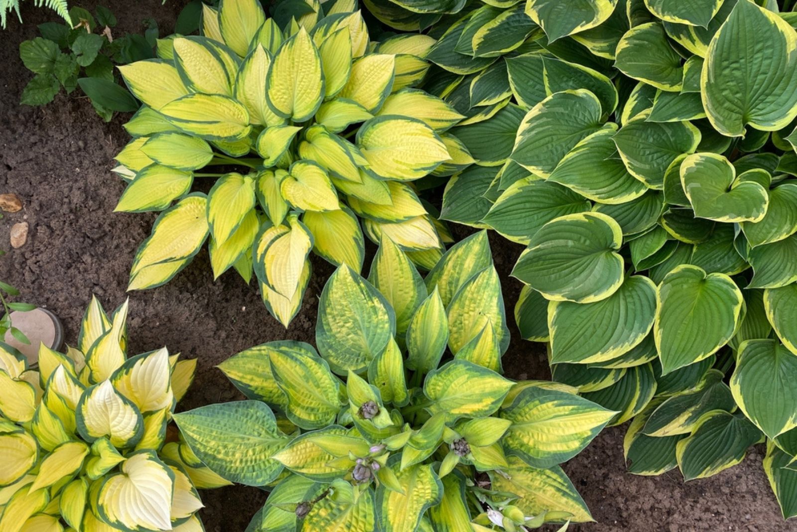 beautiful hostas in garden