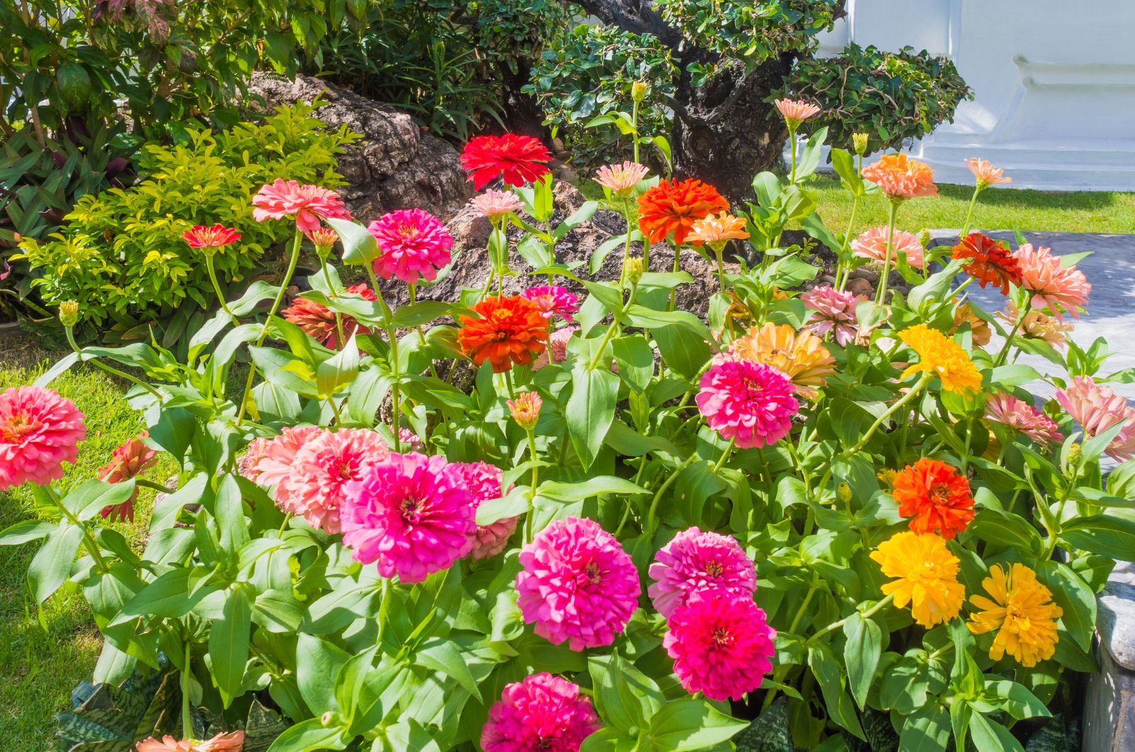 zinnias