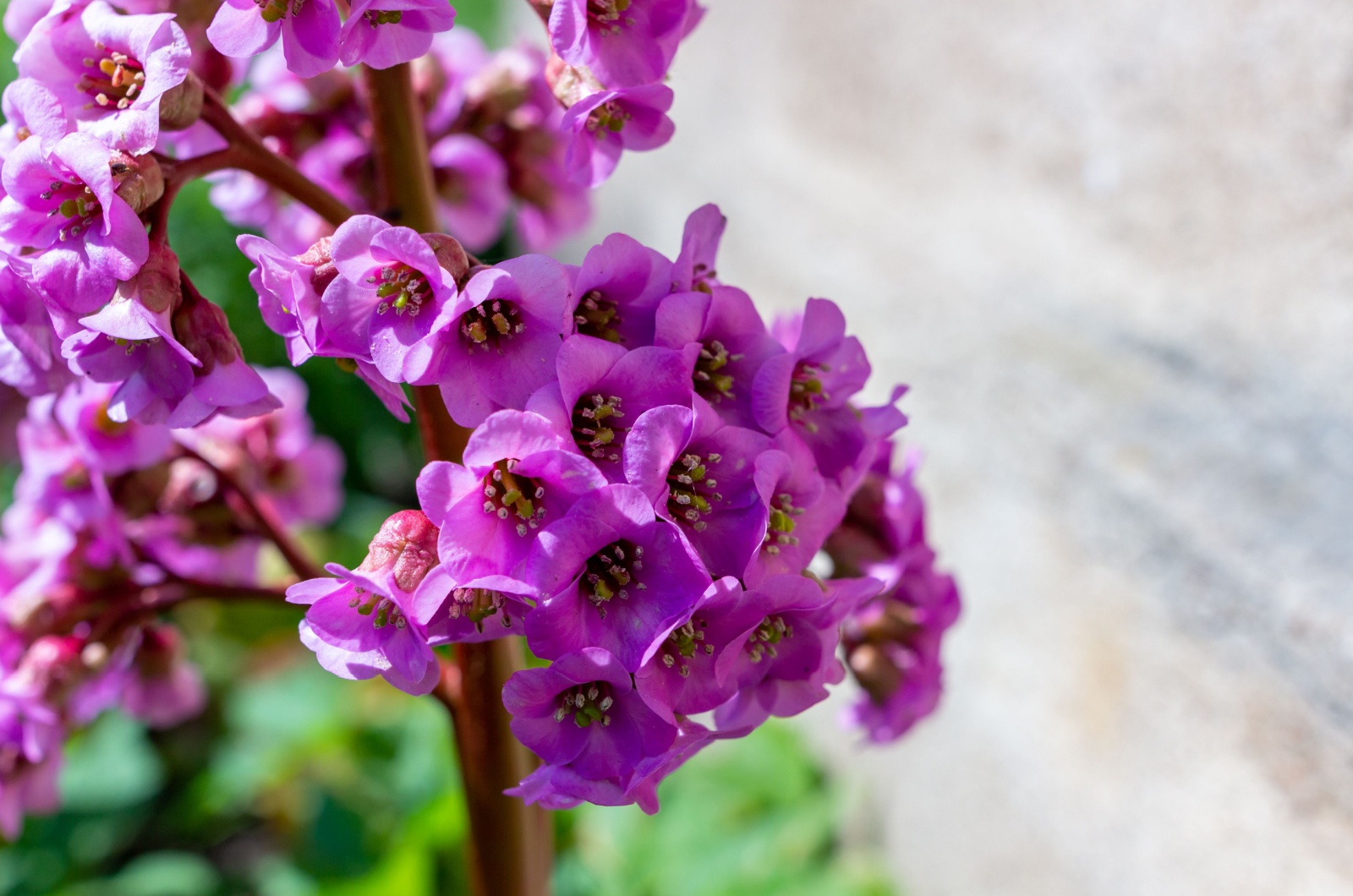 bergenia