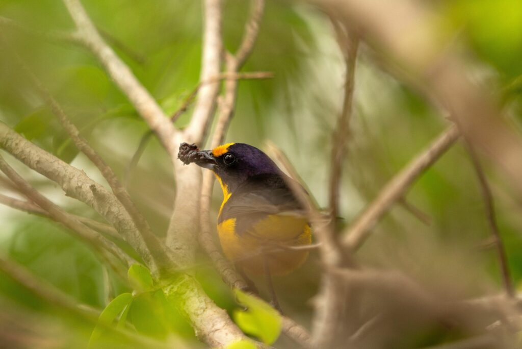 bird perched on a mulberry tree