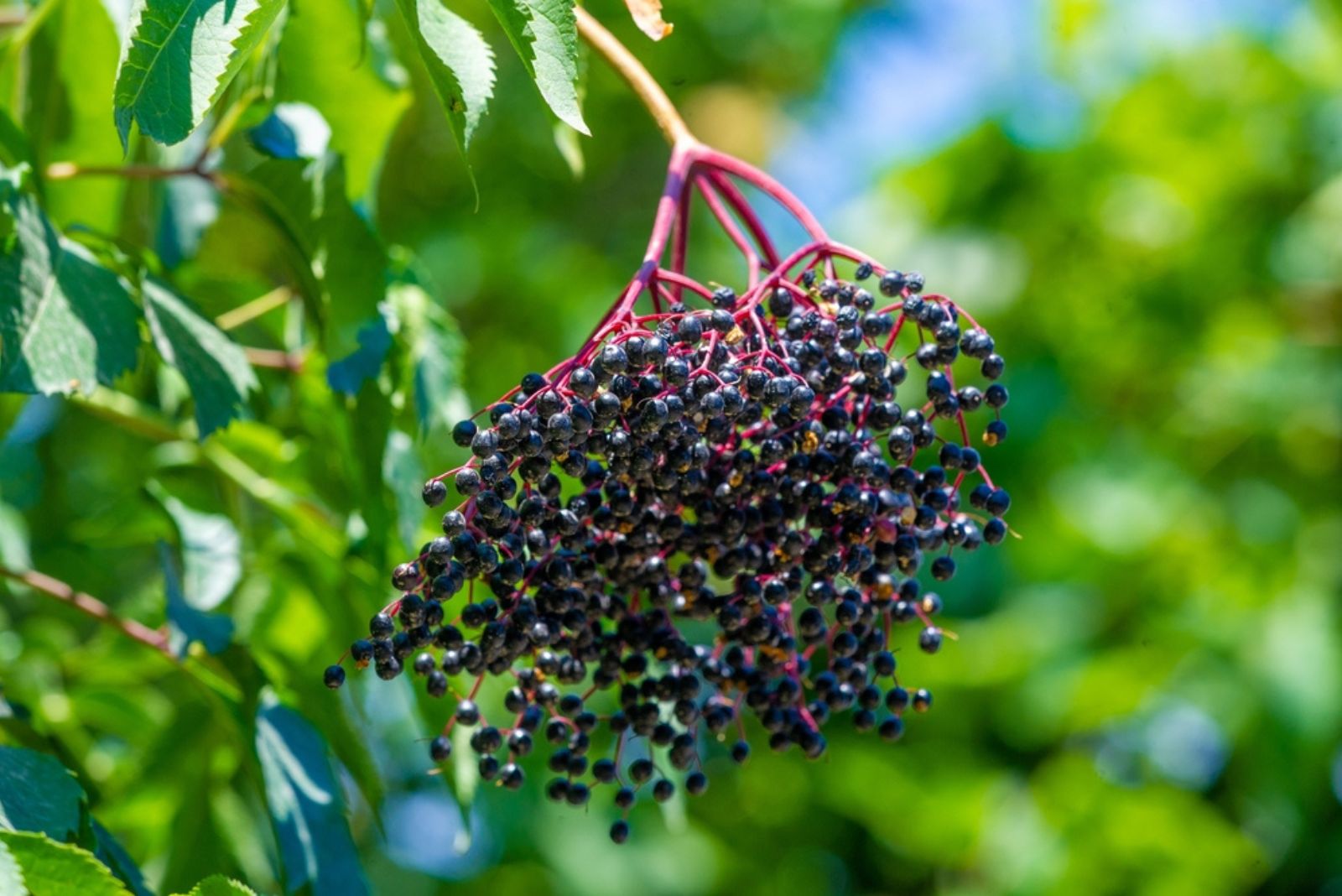 black elderberry