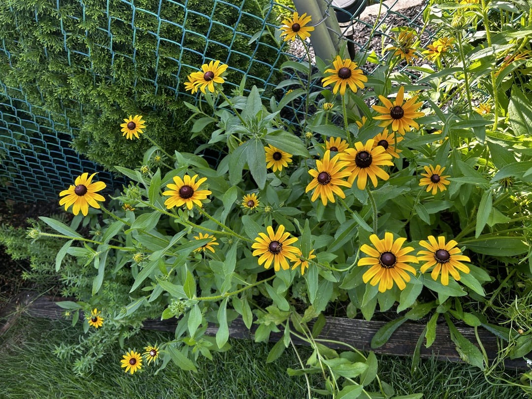 black-eyed susan blooming