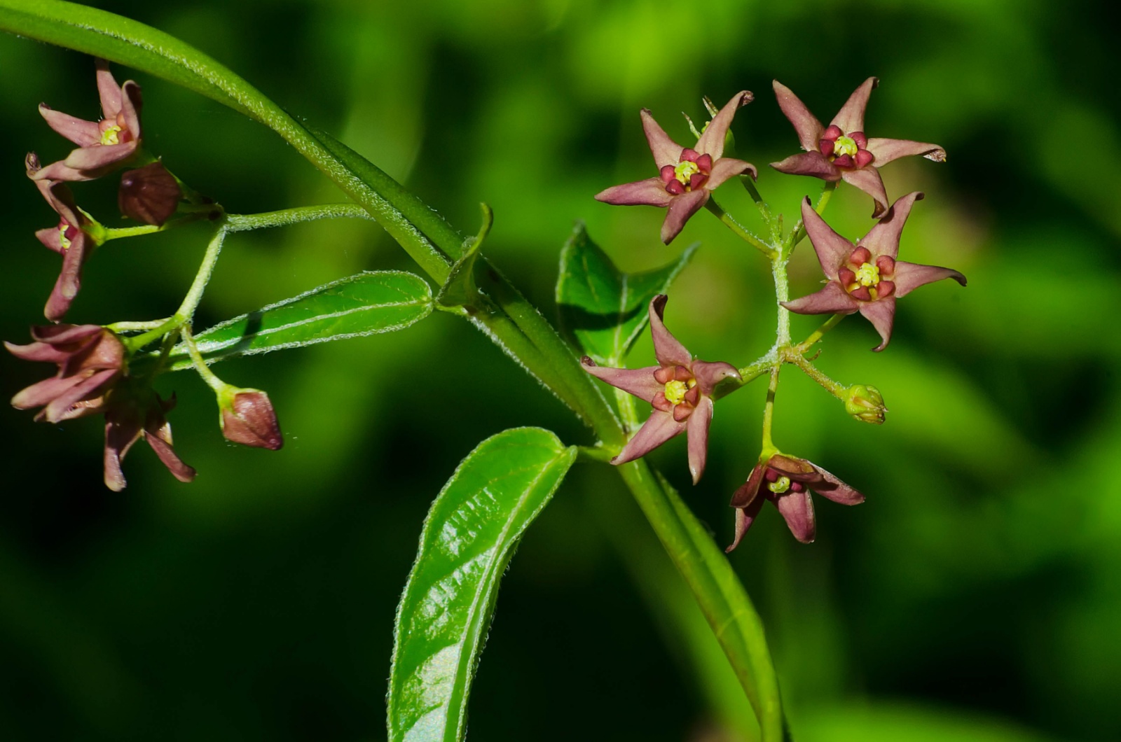 black swallow-wort