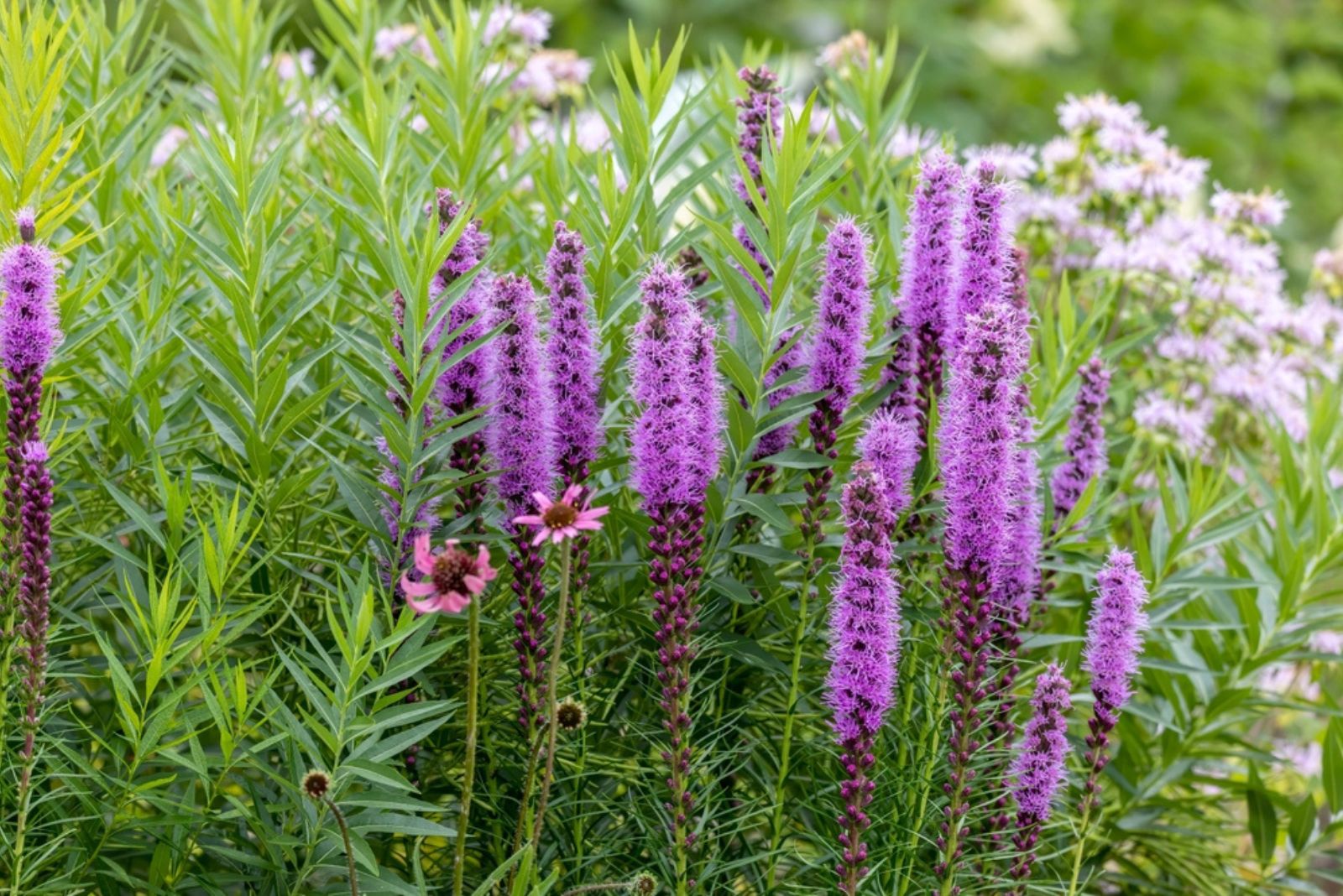 blazing star plant