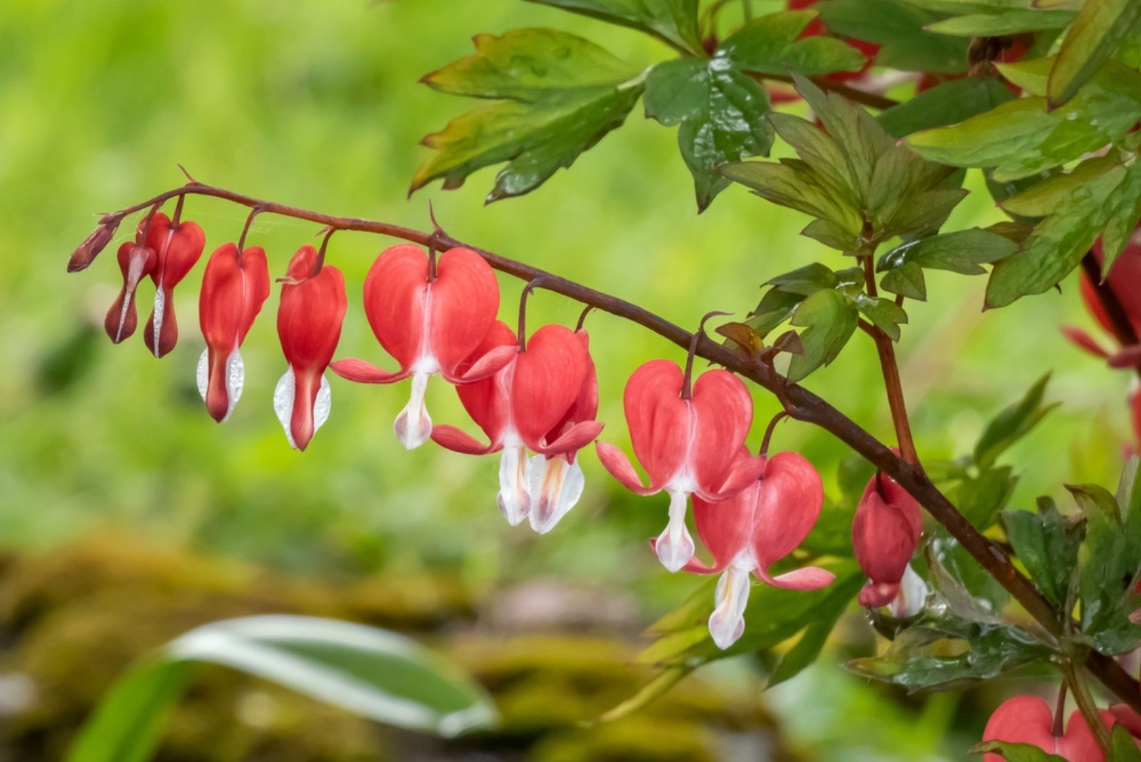 bleeding heart