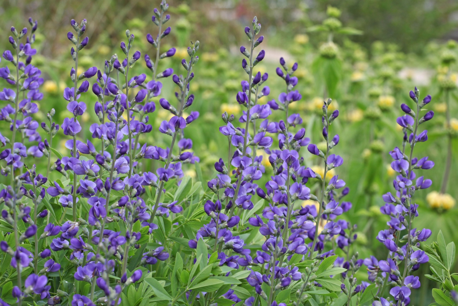 blue false indigo blossom