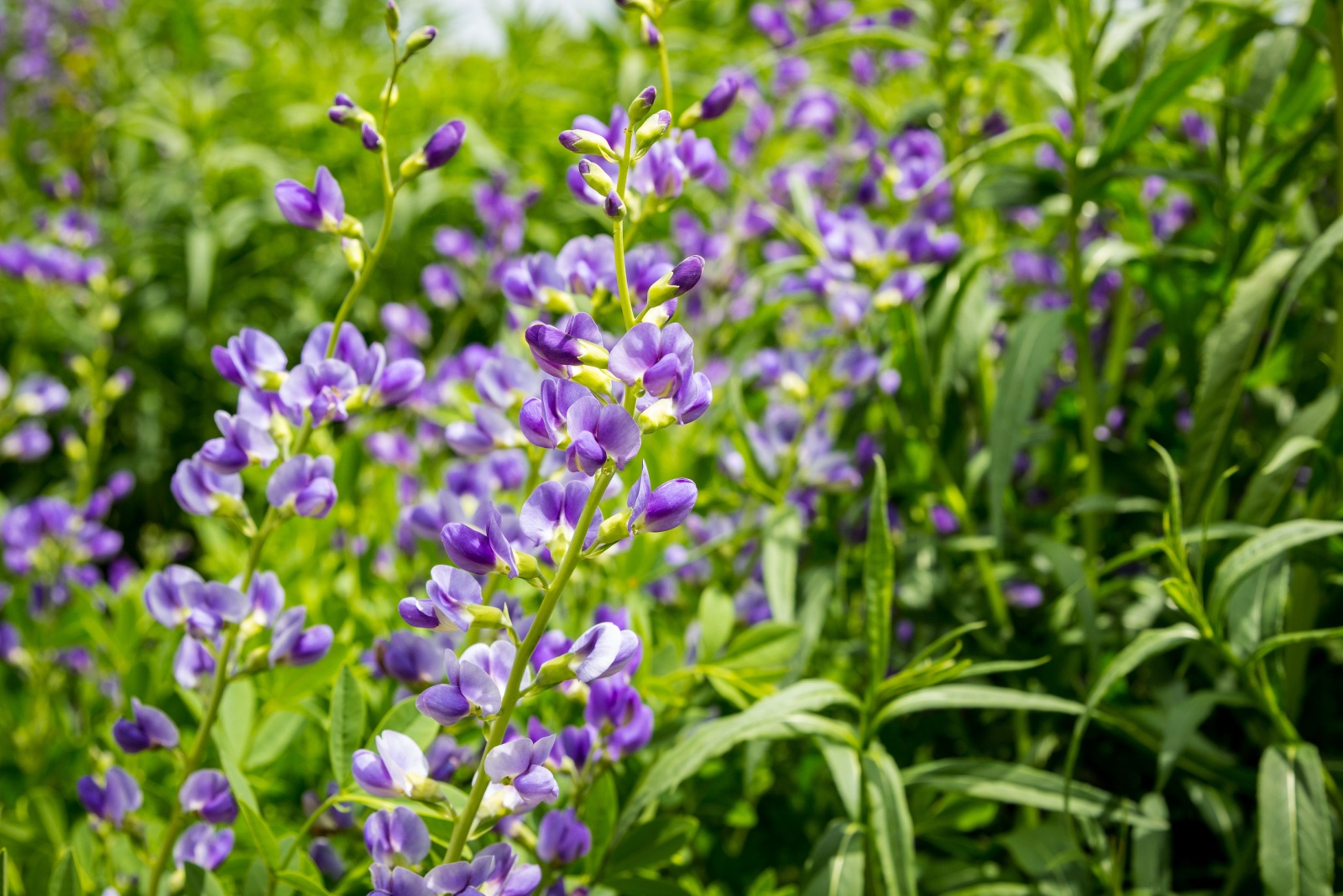 blue false indigo close-up photo