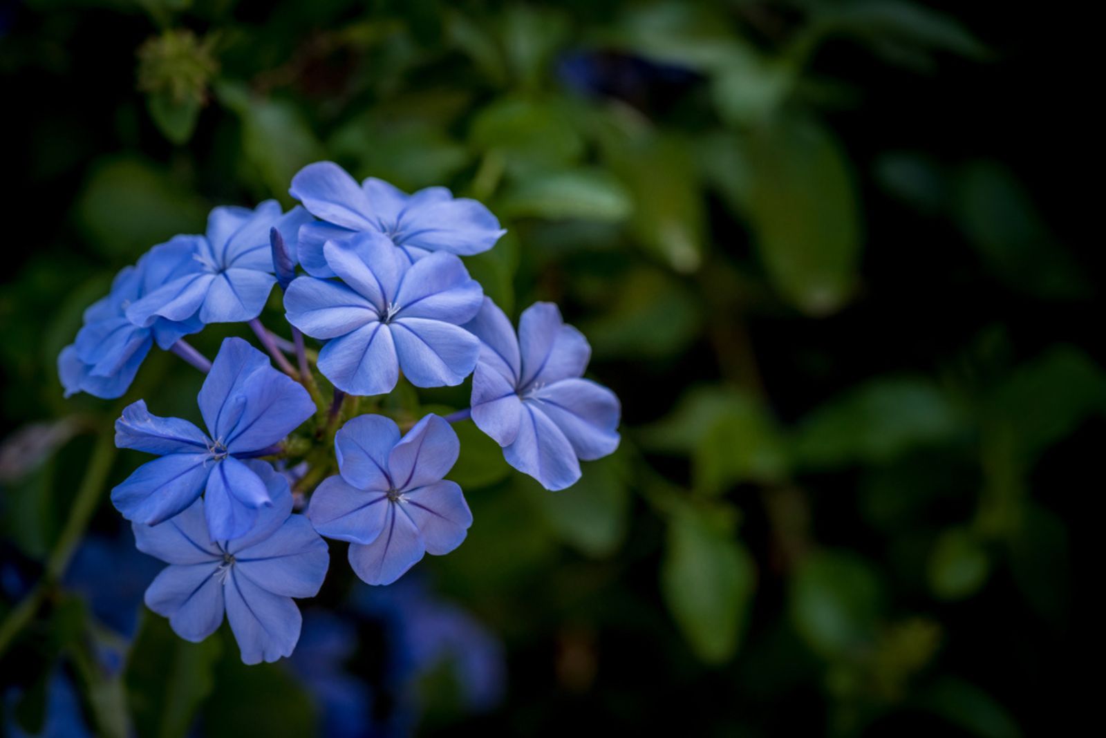 blue geranium