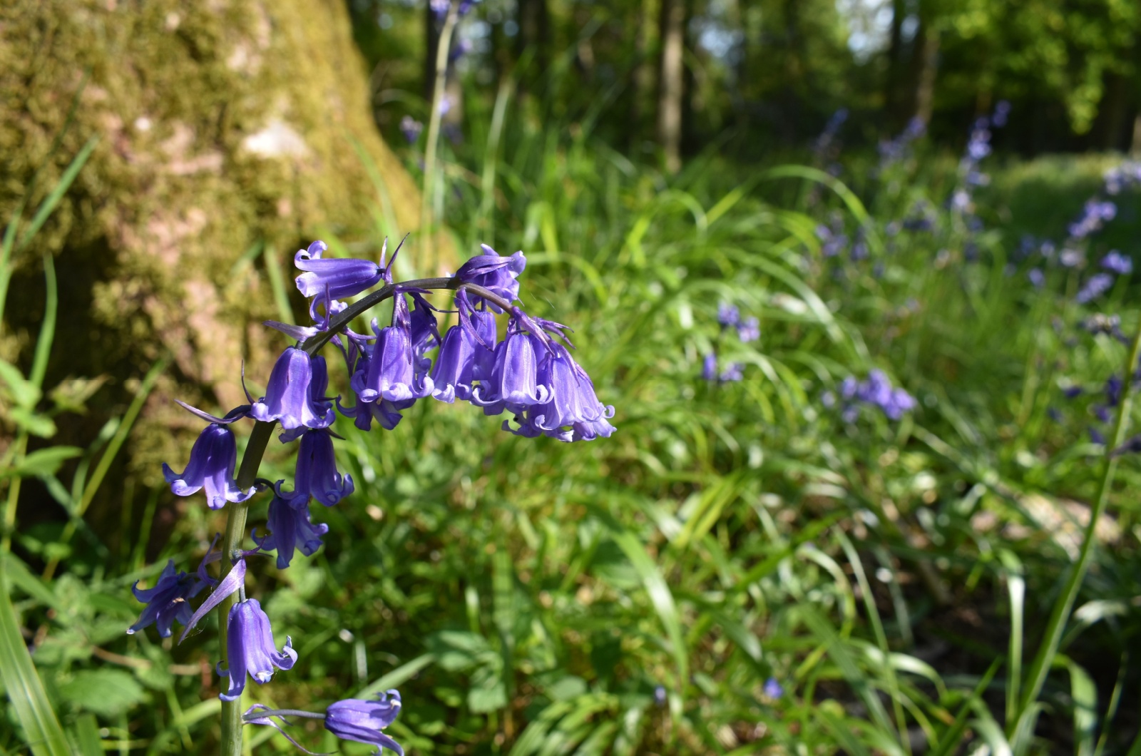 bluebells