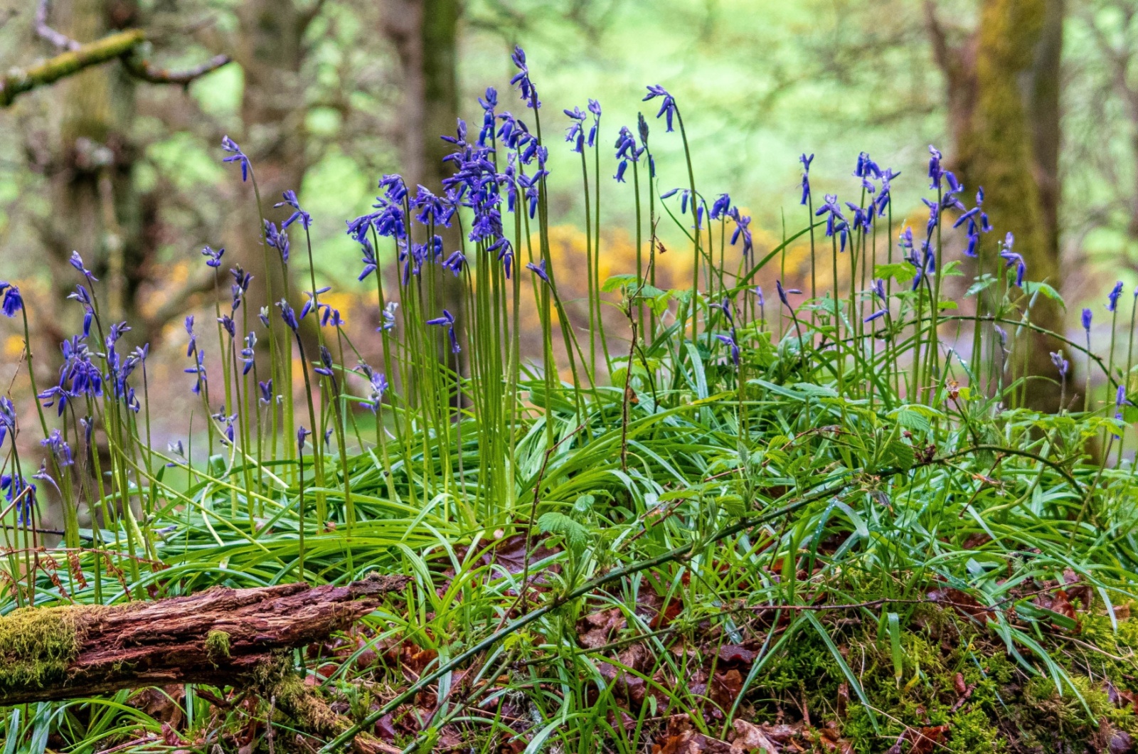 bluebells growing on a wood