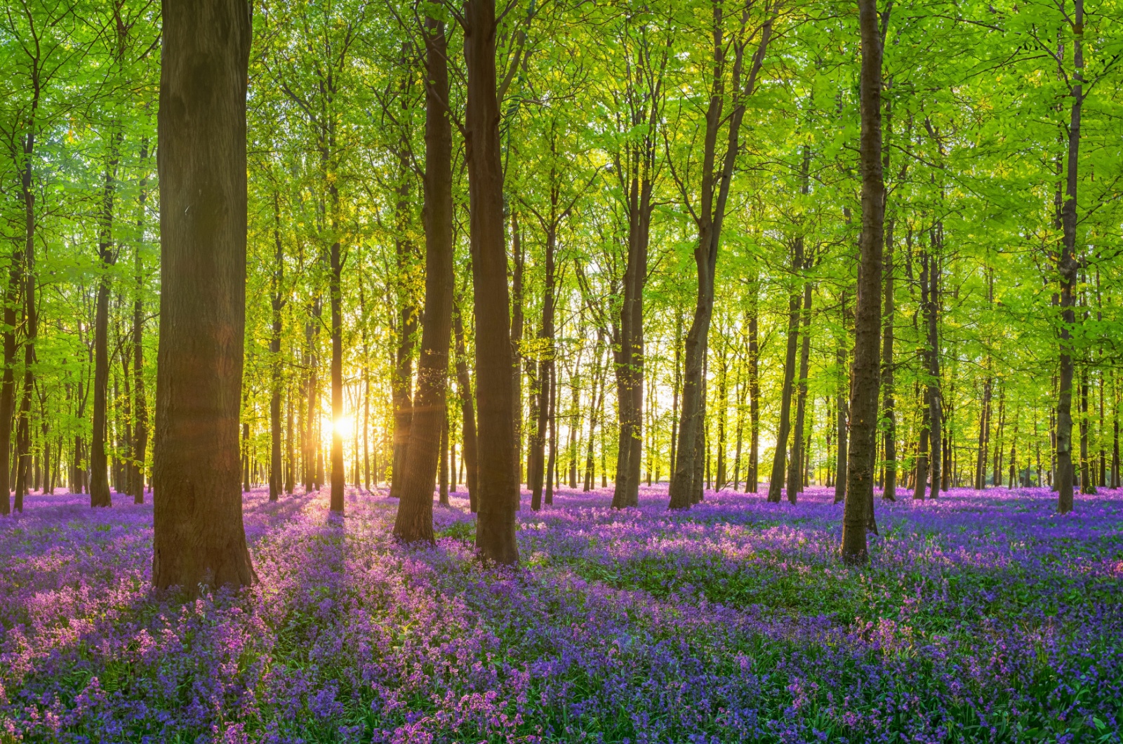 bluebells growing