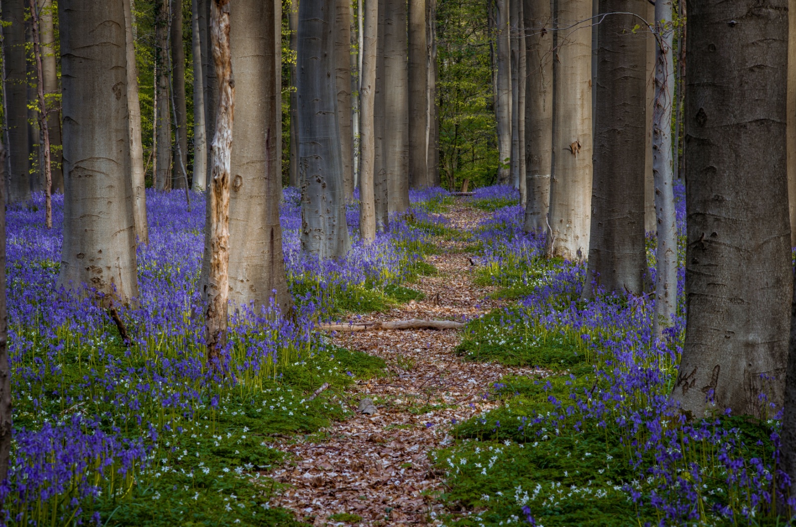 bluebells in forest