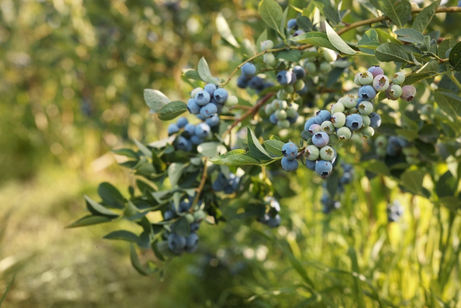 blueberry bush in garden