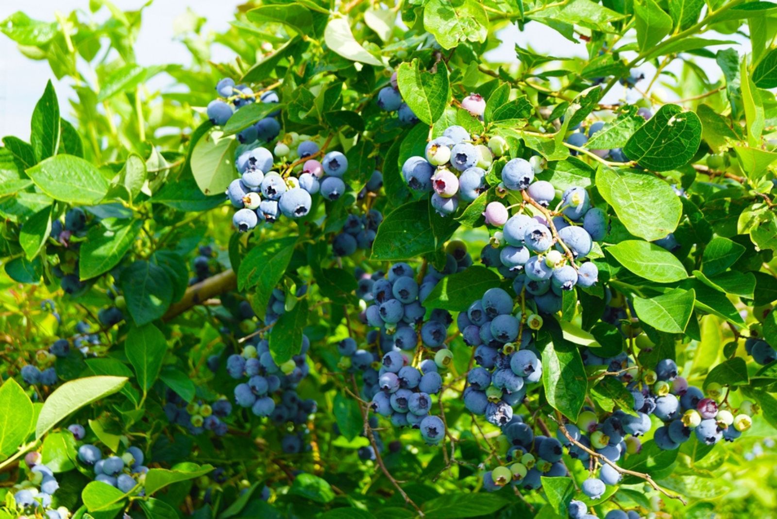 blueberry bush