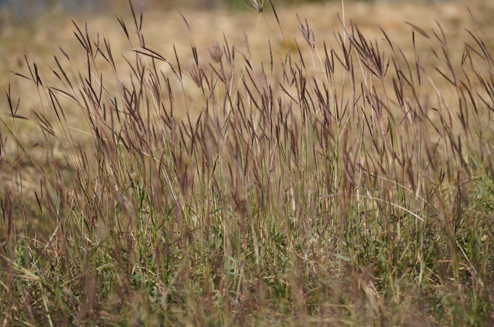 blustem grass