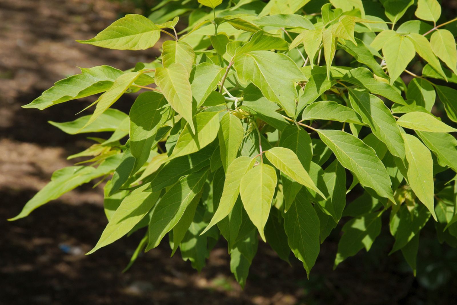 boxelder tree